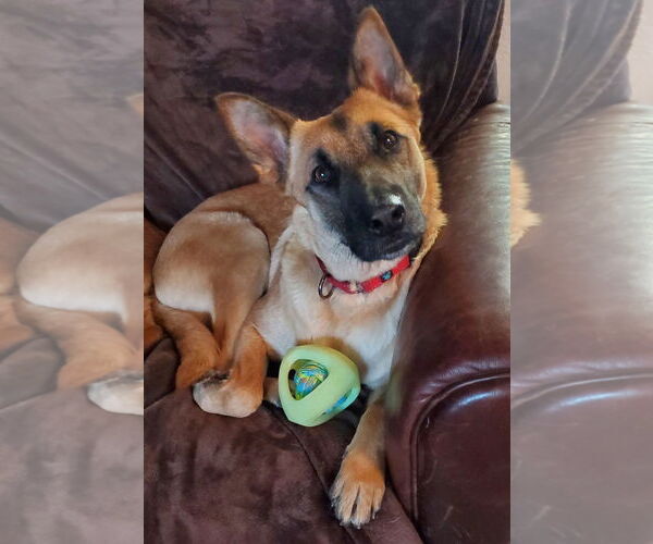 Medium Photo #7 Mutt Puppy For Sale in Fresno, CA, USA