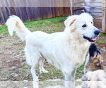 Small #9 Great Pyrenees