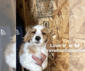 Golden Cavalier Dogs for adoption in Studio City, CA, USA
