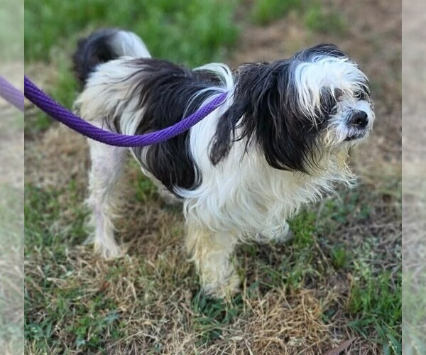 Medium Photo #16 Shih Tzu-Unknown Mix Puppy For Sale in New York, NY, USA