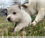 Small Photo #63 German Shepherd Dog Puppy For Sale in WASHINGTON, NJ, USA
