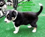 Small Photo #6 Border Collie Puppy For Sale in ELMENDORF, TX, USA