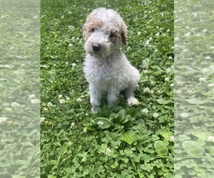 Poodle (Standard) Puppy for sale in BENTON, IL, USA