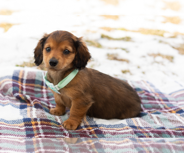 Medium Photo #2 Dachshund Puppy For Sale in BREMEN, IN, USA