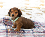 Small #1 Dachshund