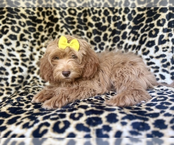 Medium Photo #5 ShihPoo Puppy For Sale in LAKELAND, FL, USA