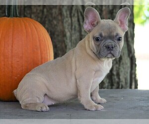 French Bulldog Puppy for sale in FREDERICKSBG, OH, USA