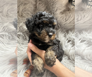 Medium Poodle (Miniature)