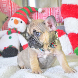 French Bulldog Puppy for sale in FORT LAUDERDALE, FL, USA