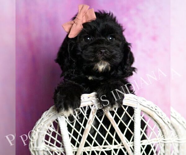 Medium Photo #39 Cavapoo (Miniature) Puppy For Sale in WARSAW, IN, USA
