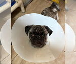 Small #2 Pug
