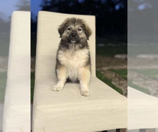 Medium Photo #4 Unknown-Wheaten Terrier Mix Puppy For Sale in Princeton, MN, USA