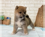 Small Photo #2 Shiba Inu Puppy For Sale in SEATAC, WA, USA