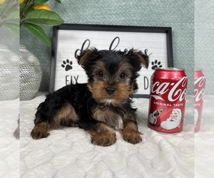 Yorkshire Terrier Puppy for sale in FRANKLIN, IN, USA