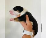 Small #2 Miniature Bull Terrier