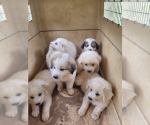 Great Pyrenees Puppy for sale in PICKENS, SC, USA