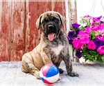Small #22 Mastiff