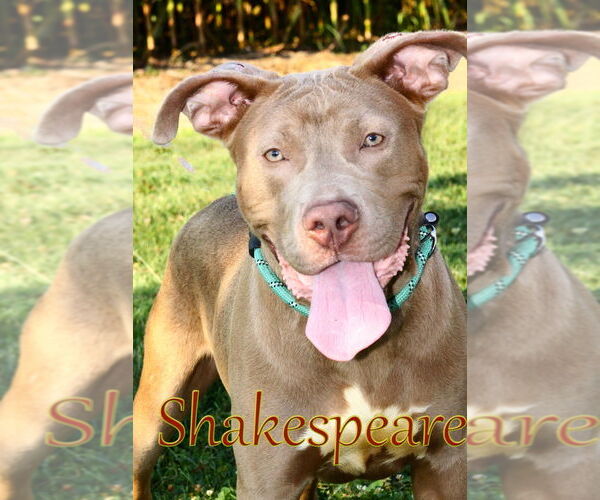 Medium Photo #4 American Pit Bull Terrier Puppy For Sale in Evansville, IN, USA