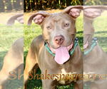 Small #3 American Pit Bull Terrier