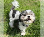 Small #3 Shih Tzu