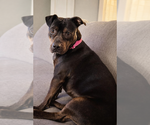 Small #8 Staffordshire Bull Terrier Mix
