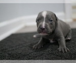 Puppy 3 American Pit Bull Terrier