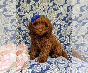 Cock-A-Poo Puppy for sale in CHRISTIANA, PA, USA