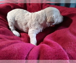 Small Photo #10 Goldendoodle Puppy For Sale in COVINGTON, GA, USA