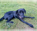 Small #2 Labrador Retriever