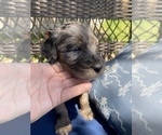 Small Photo #5 Double Doodle Puppy For Sale in FRIENDSWOOD, TX, USA