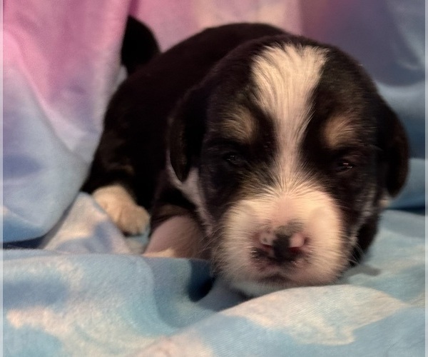 Medium Photo #1 Corgipoo Puppy For Sale in LONGMONT, CO, USA