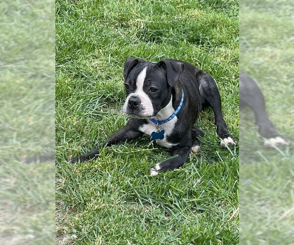 Medium Photo #4 Boston Terrier-Unknown Mix Puppy For Sale in Plainfield, IL, USA