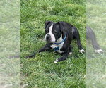 Small #3 Boston Terrier Mix