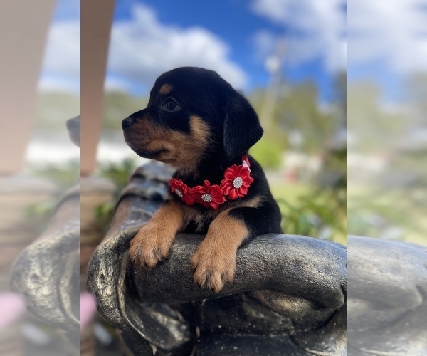 Full screen Photo #2 Rottweiler Puppy For Sale in TAMPA, FL, USA