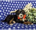 Small Photo #7 Bernedoodle (Miniature) Puppy For Sale in OXFORD, PA, USA