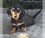 Small #2 Dachshund