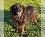 Small #2 Labrador Retriever Mix