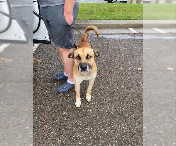 Medium Photo #1 Black Mouth Cur-Unknown Mix Puppy For Sale in Stockton, CA, USA