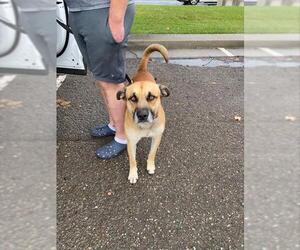 Black Mouth Cur-Unknown Mix Dogs for adoption in Stockton, CA, USA