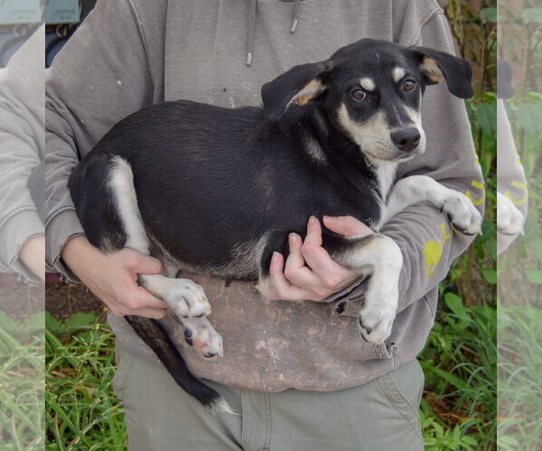 Medium Photo #2 Siberian Husky-Unknown Mix Puppy For Sale in Huntley, IL, USA
