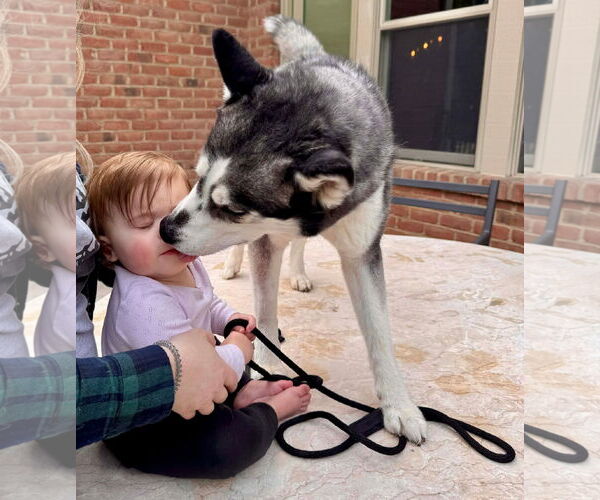 Medium Photo #4 Siberian Husky-Unknown Mix Puppy For Sale in Germantown, OH, USA
