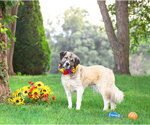 Small #1 Great Pyrenees Mix