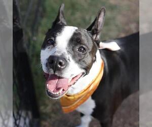 American Staffordshire Terrier-Unknown Mix Dogs for adoption in San Antonio, TX, USA