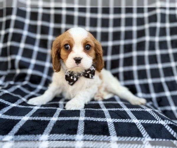 Medium Photo #2 Cavalier King Charles Spaniel Puppy For Sale in LAKELAND, FL, USA