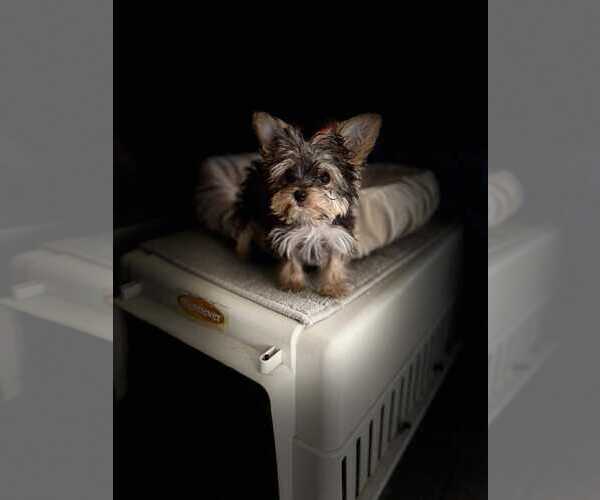 Medium Photo #1 Mutt Puppy For Sale in Berlin, MD, USA