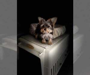 Mutt Dogs for adoption in Berlin, MD, USA