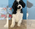 Small Photo #2 Poodle (Standard) Puppy For Sale in WICHITA FALLS, TX, USA
