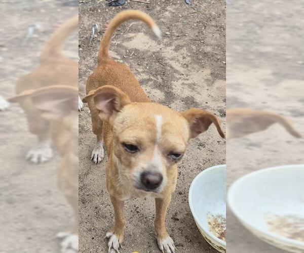 Medium Photo #1 Chihuahua-Unknown Mix Puppy For Sale in San Antonio, TX, USA