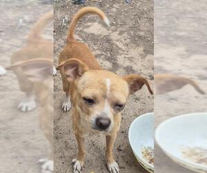 Chihuahua-Unknown Mix Dogs for adoption in San Antonio, TX, USA