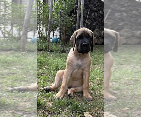 Medium Photo #2 Mastiff Puppy For Sale in OLATHE, KS, USA